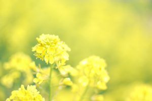 菜の花